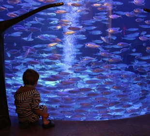 Tolle Fische