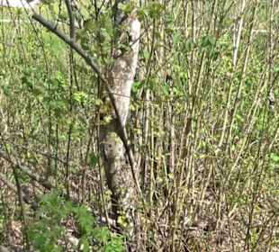 Strauchlehrpfad