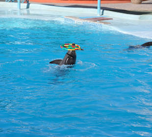 Dolphin Sharm elshiek show