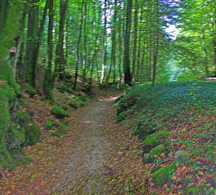 Der Therapeutische Wanderweg