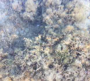 Schnorcheln Hurghada