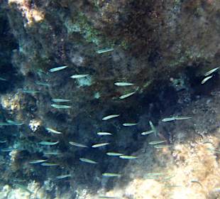 Šnorchlování v oblasti Kalithea