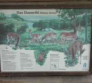 Damwild-Gehege