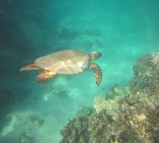 Täglich Schildkröten im Außenriff