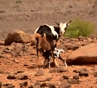 Stadtrundfahrt Sal Rei