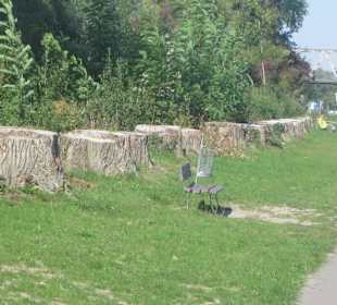 Uferpromenade Pappelstümpfe