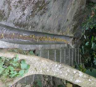 Ein im Beton verwachsener Baum