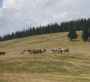 Parcul Natural Apuseni 