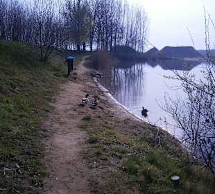 Shoreline - development