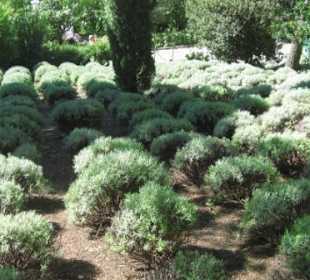 Lavendelkugeln und Zypressen