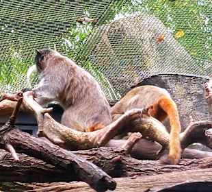 Singapur Zoo