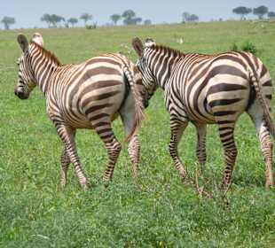 Zebras begleiteten uns im Tsavo Ost