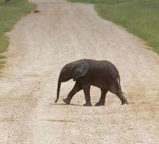 Ich werd auch noch groß