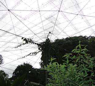 Poring Hot Springs - Schmetterlingsgarten