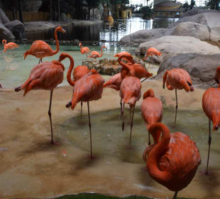 Flamingo-Pool