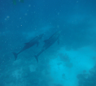 Traumhaft - Delfinausflug Mai 2014