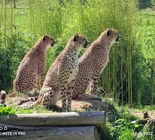 Tierwelt Herberstein