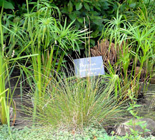 Papyrus im Bibelgarten