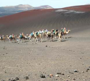 Dromedarritt im Nationalpark