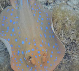 Vom Steg aus zu sehen