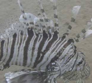 Ein besonders schönes Exemplar...