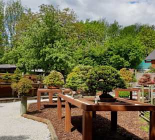 Bonsai wohin das Auge reicht