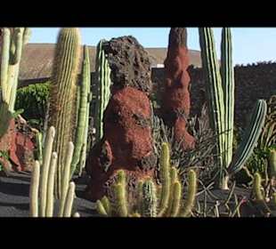 Kakteen so weit man sehen kann