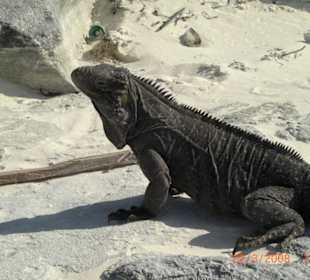 Leguan am Strand