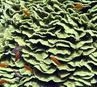 Nurkowanie w Sharm el Sheikh - podwodne życie