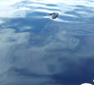 Schiffsausflug Delfine