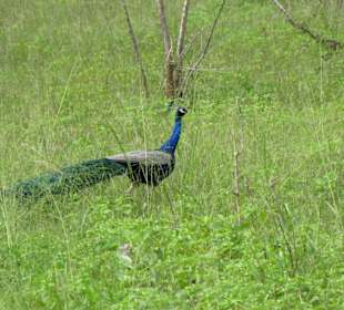 Pfau