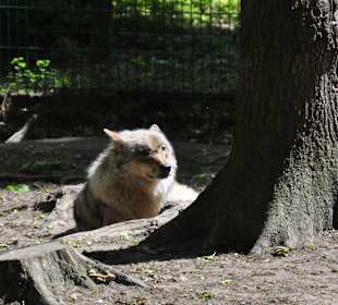 Wolfcenter