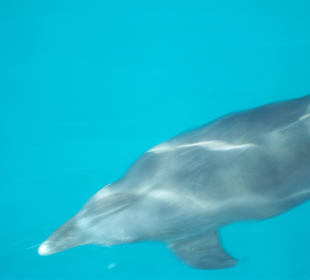 Sunrise Select Royal Makadi Resort