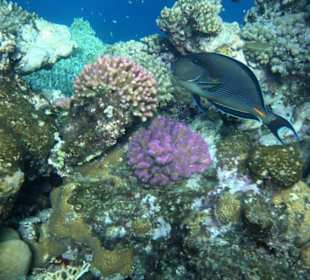 Übergang vom Riffdach ans Außenriff