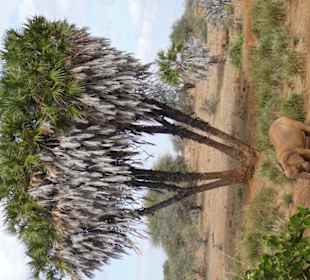 Elefant unterm einem Baum