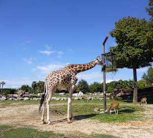 Safaripark Gardasee