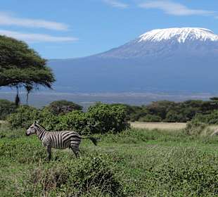 Im Amboseli