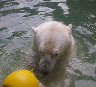 Hier hat ein Eisbär Spaß