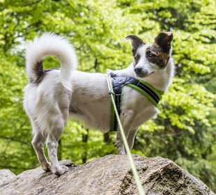 Nationalpark Bayerischer Wald