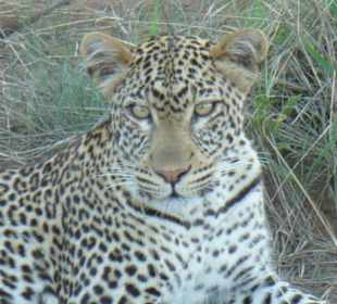 Leopard im Tasvo Ost