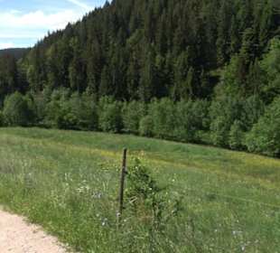Wanderung Klosterquelle Klosterreichenbach