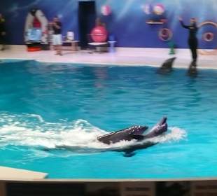 Dolphinarium
