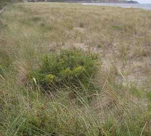 Düne in Richtung Wustrow