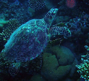 Die Hausschildkröte