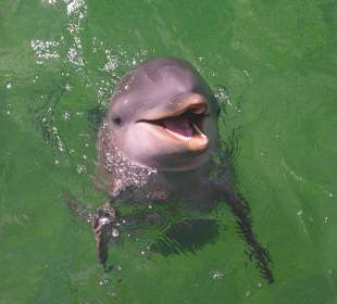 Delfin Tour Cayo Blanco