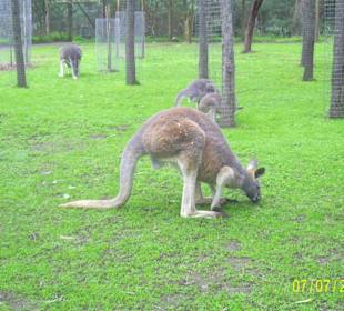 Healesville Sanctuary