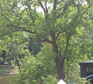 Park der Bäder Pfau