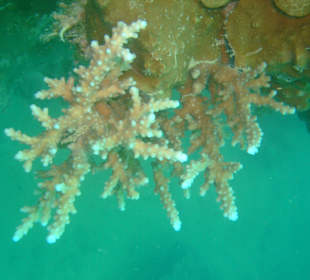 Diving Center Grand Hotel Stella di Mare