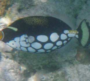 Leopardendrückerfisch