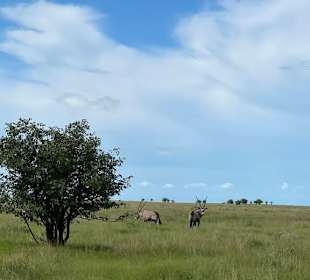 Etosha-Nationalpark